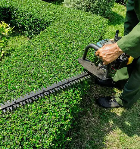 Hedging Services Brisbane