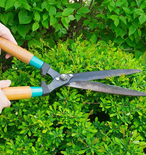 Tree Pruning Brisbane